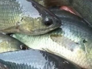 Ini Manfaat Ikan Betok Untuk Kesehatan Tubuh