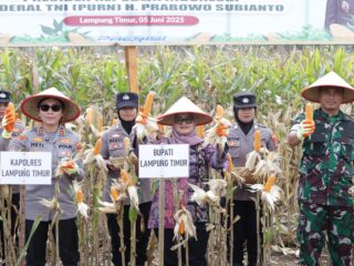 Dari Ladang ke Meja Makan: Strategi Lampung Timur Tingkatkan Nilai Tambah Jagung