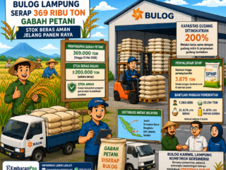 BULOG Lampung Serap 369 Ribu Ton Gabah Petani, Stok Beras Aman Jelang Panen Raya