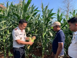 Jelang Panen Raya, Jagung Rutan Sukadana Tumbuh Optimal di Tengah Kemarau Panjang