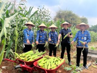 Bukan Sekadar Panen, Rutan Sukadana Cetak 300 Kg Jagung Manis dari Lahan SAE